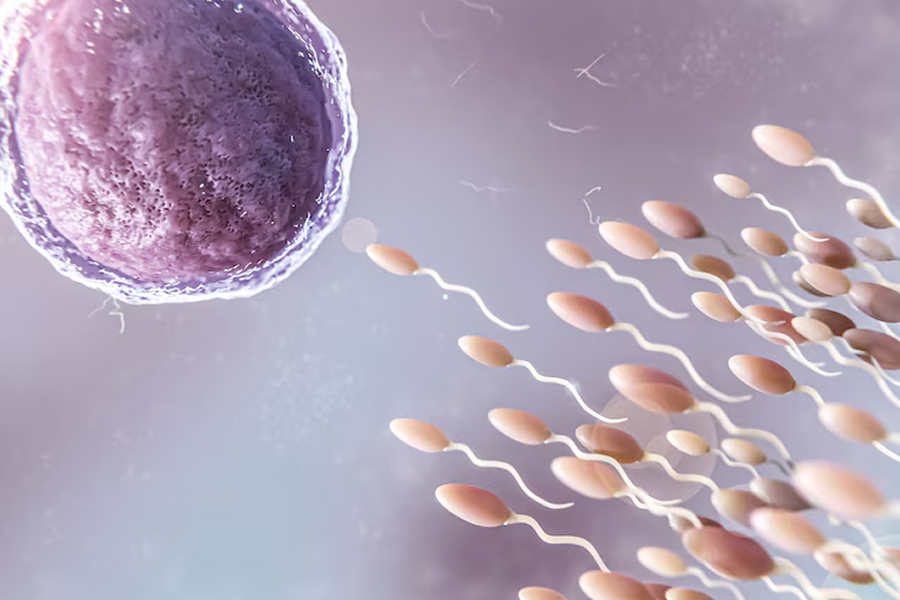 Espermograma: O Que É, Para Que Serve e Como é Feito?